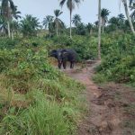 Kasaï Central : un éléphant sème la panique à Mikalayi, un mort signalé