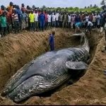 RDC : la baleine échouée à Muanda sera retirée du sol pour des études scientifiques