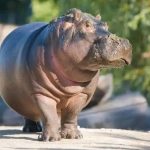 Kasaï-Central : un hippopotame capturé par des agriculteurs à Kalonga Mpoyi